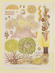 Set of Six Chromolithographs of Australia's Great Barrier Reef