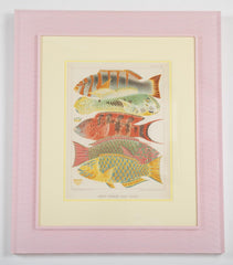 Set of Six Chromolithographs of Australia's Great Barrier Reef