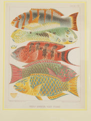 Set of Six Chromolithographs of Australia's Great Barrier Reef