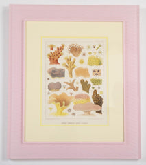 Set of Six Chromolithographs of Australia's Great Barrier Reef