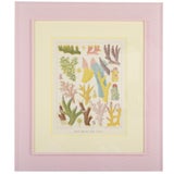 Set of Six Chromolithographs of Australia's Great Barrier Reef
