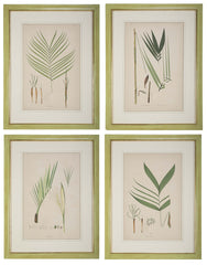 Chromolithographs of Brazilian Palms by Joao Barbosa Rodrigues