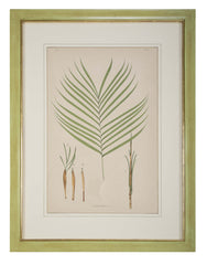 Chromolithographs of Brazilian Palms by Joao Barbosa Rodrigues