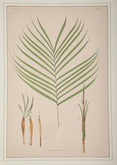 Chromolithographs of Brazilian Palms by Joao Barbosa Rodrigues