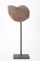 Ammonite Fossil on Modern Stand