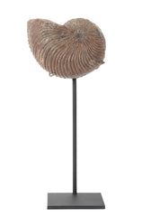 Ammonite Fossil on Modern Stand