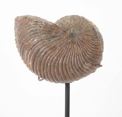 Ammonite Fossil on Modern Stand