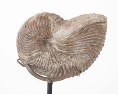 Ammonite Fossil on Modern Stand