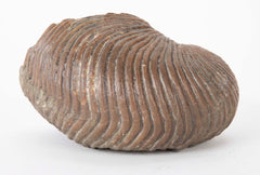 Ammonite Fossil on Modern Stand