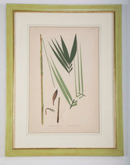 Chromolithographs of Brazilian Palms by Joao Barbosa Rodrigues