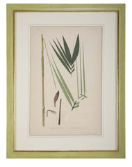 Chromolithographs of Brazilian Palms by Joao Barbosa Rodrigues