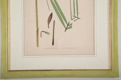 Chromolithographs of Brazilian Palms by Joao Barbosa Rodrigues