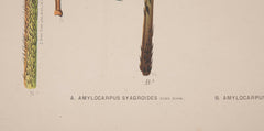 Chromolithographs of Brazilian Palms by Joao Barbosa Rodrigues