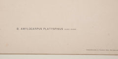 Chromolithographs of Brazilian Palms by Joao Barbosa Rodrigues