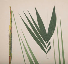 Chromolithographs of Brazilian Palms by Joao Barbosa Rodrigues