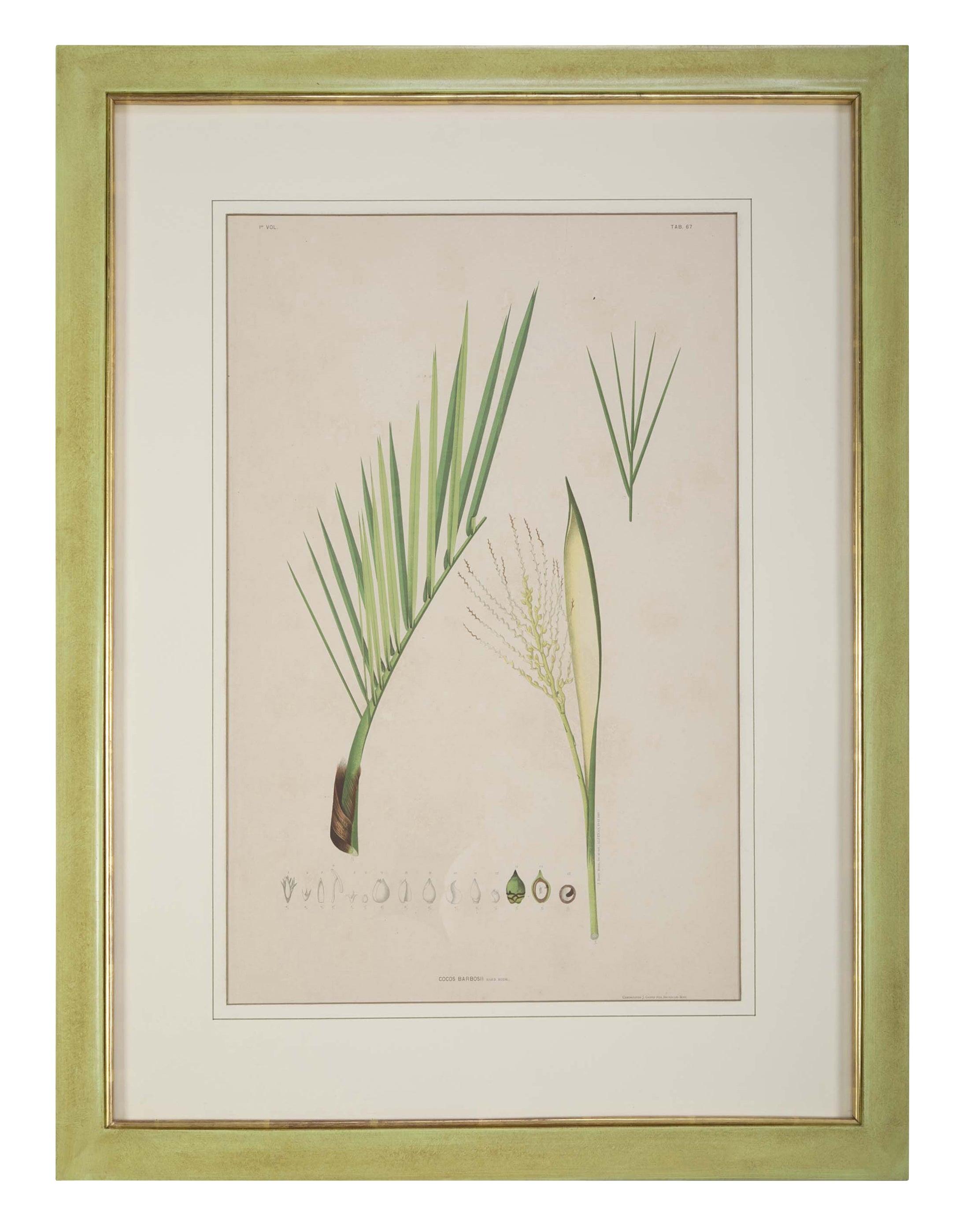 Chromolithographs of Brazilian Palms by Joao Barbosa Rodrigues