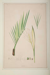 Chromolithographs of Brazilian Palms by Joao Barbosa Rodrigues