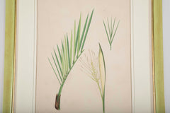Chromolithographs of Brazilian Palms by Joao Barbosa Rodrigues