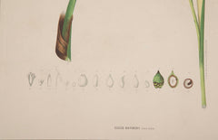 Chromolithographs of Brazilian Palms by Joao Barbosa Rodrigues