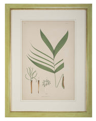 Chromolithographs of Brazilian Palms by Joao Barbosa Rodrigues