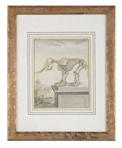 18th Century French Hand Colored Etching by Comte de Buffon