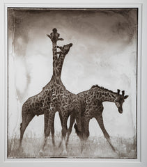 Suite of Three Photographs of Giraffes by Nick Brandt