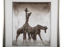 Suite of Three Photographs of Giraffes by Nick Brandt