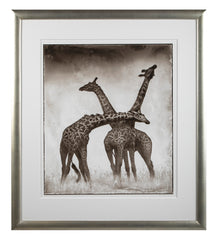 Suite of Three Photographs of Giraffes by Nick Brandt