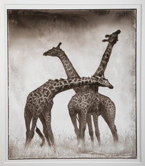 Suite of Three Photographs of Giraffes by Nick Brandt