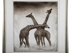 Suite of Three Photographs of Giraffes by Nick Brandt