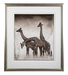 Suite of Three Photographs of Giraffes by Nick Brandt