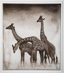 Suite of Three Photographs of Giraffes by Nick Brandt
