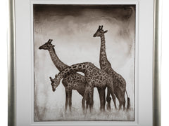 Suite of Three Photographs of Giraffes by Nick Brandt