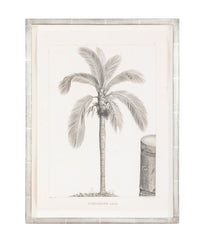 Ceroxylon Andicola Palm Print by Sellier