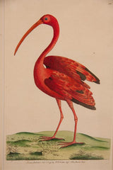 F.P. Nodder Print of a Flamingo
