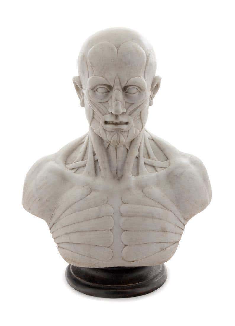 Ecorche Marble Bust of a Man