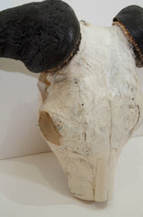 African Gnu Skull