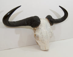 African Gnu Skull