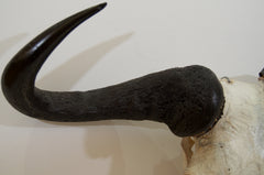 African Gnu Skull