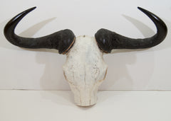 African Gnu Skull