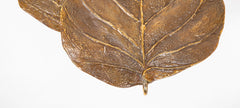 Pair of Bronze Mid-Century "Leaves" Sconces for Maison Charles
