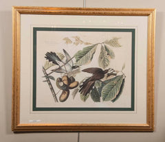 Audubon Print of the Yellow-Billed Cuckoo