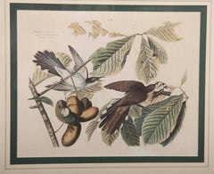 Audubon Print of the Yellow-Billed Cuckoo