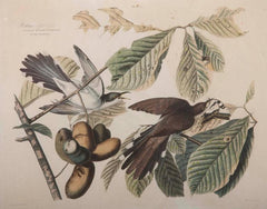 Audubon Print of the Yellow-Billed Cuckoo