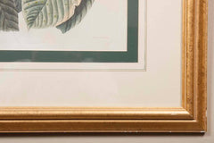 Audubon Print of the Yellow-Billed Cuckoo