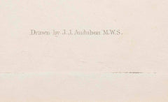 Audubon Print of the Yellow-Billed Cuckoo