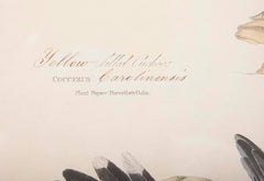 Audubon Print of the Yellow-Billed Cuckoo
