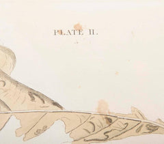 Audubon Print of the Yellow-Billed Cuckoo