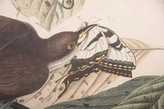 Audubon Print of the Yellow-Billed Cuckoo