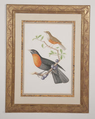 Chromolithograph of Two Birds after Jean Theodore Descourtilz